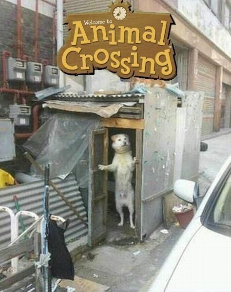 animal-crossing-perro-abriendo-la-puerta