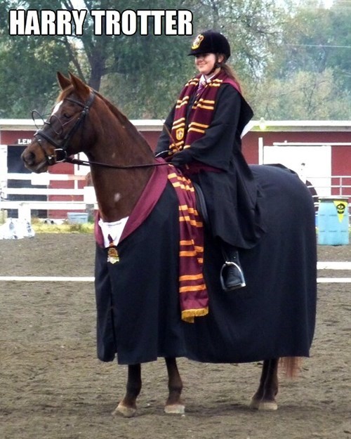 harry-trotter