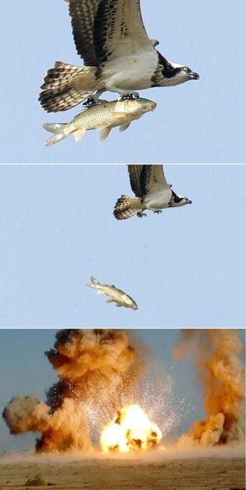 Lo que ha dado de sí el humor en Internet esta semana VOL.10 7 halcón-bombardero