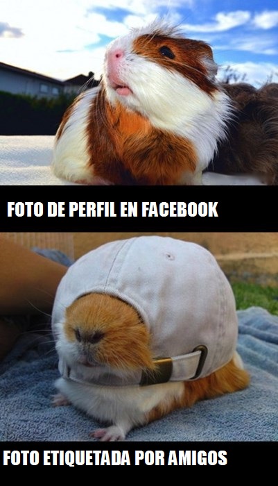 Lo que ha dado de sí el humor en Internet esta semana VOL.15 5 COBAYA-FOTO-DE-PERFIL-FACEBOOK