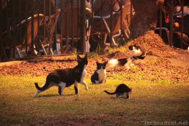 gatos-de-sitges