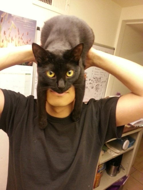 antifaz-de-batman-con-un-gato