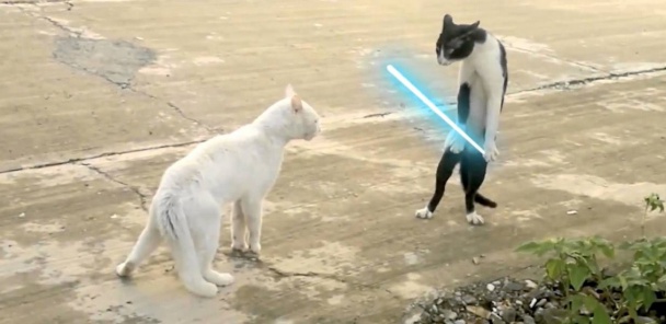 jedi_cats