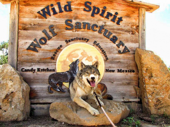 wolf spirit wolf sanctuary