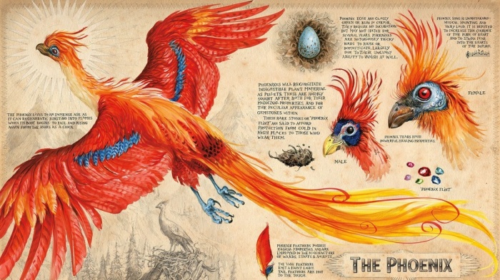 Harry Potter y la cámara secreta ilustrado fénix