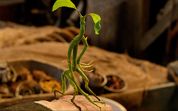 Animales fantásticos - bowtruckle