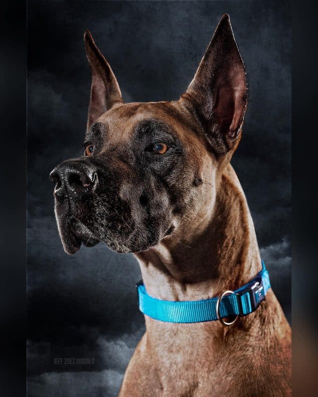 Cosplay de Scooby-Doo
