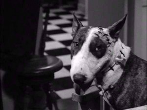 frankenweenie 1984 frankenweenie 1984
