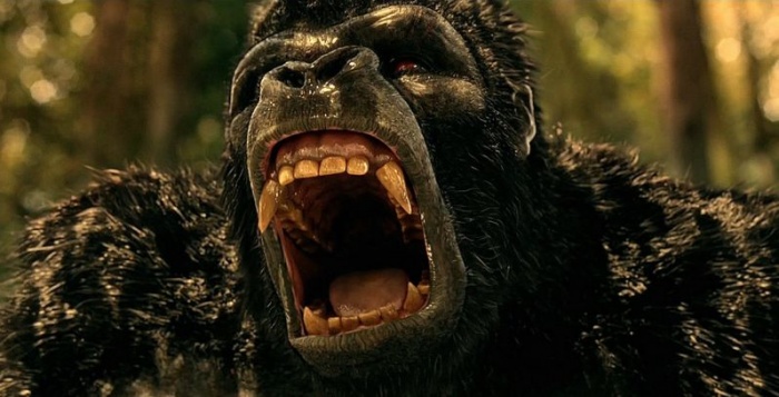 Grodd