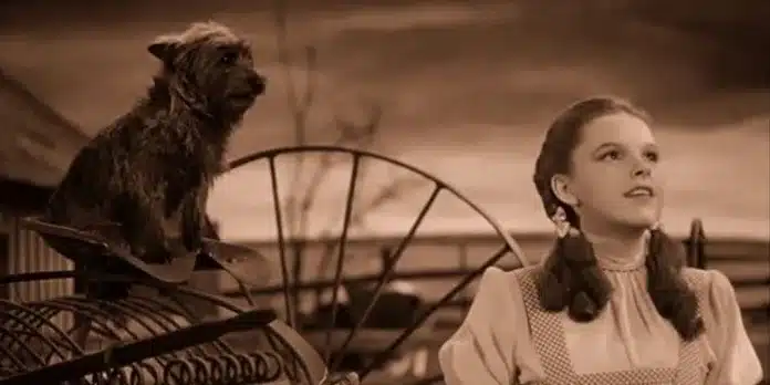 The-Wizard-of-Oz-Dorothy-Somewhe wicked