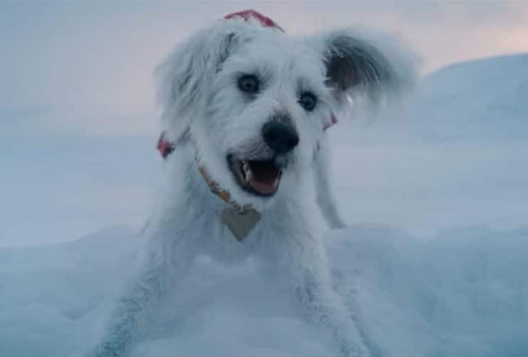 Krypto revoluciona el cine... y las adopciones de perros se disparan un 500%